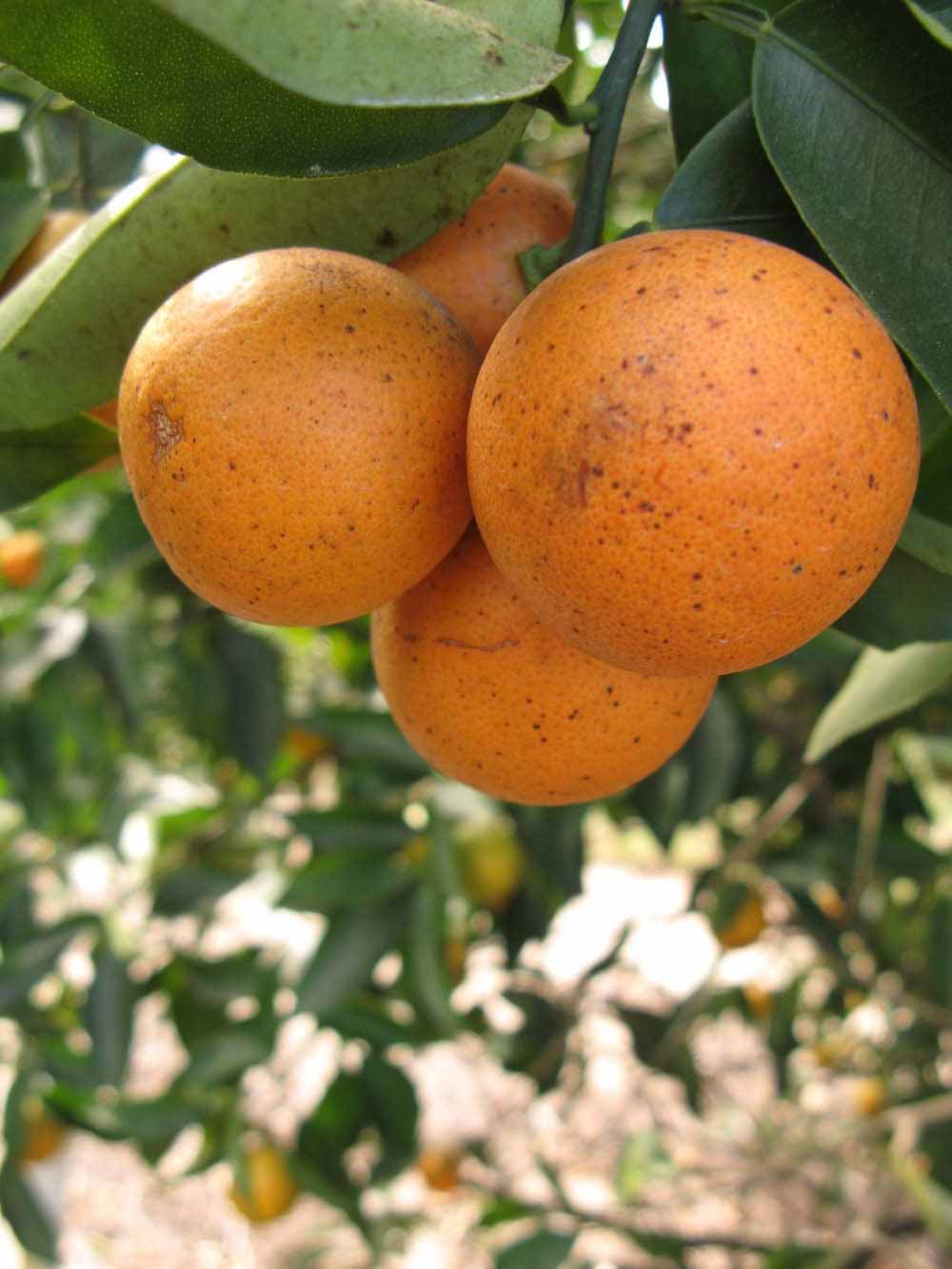              Fruit (Winter Haven, FL)       